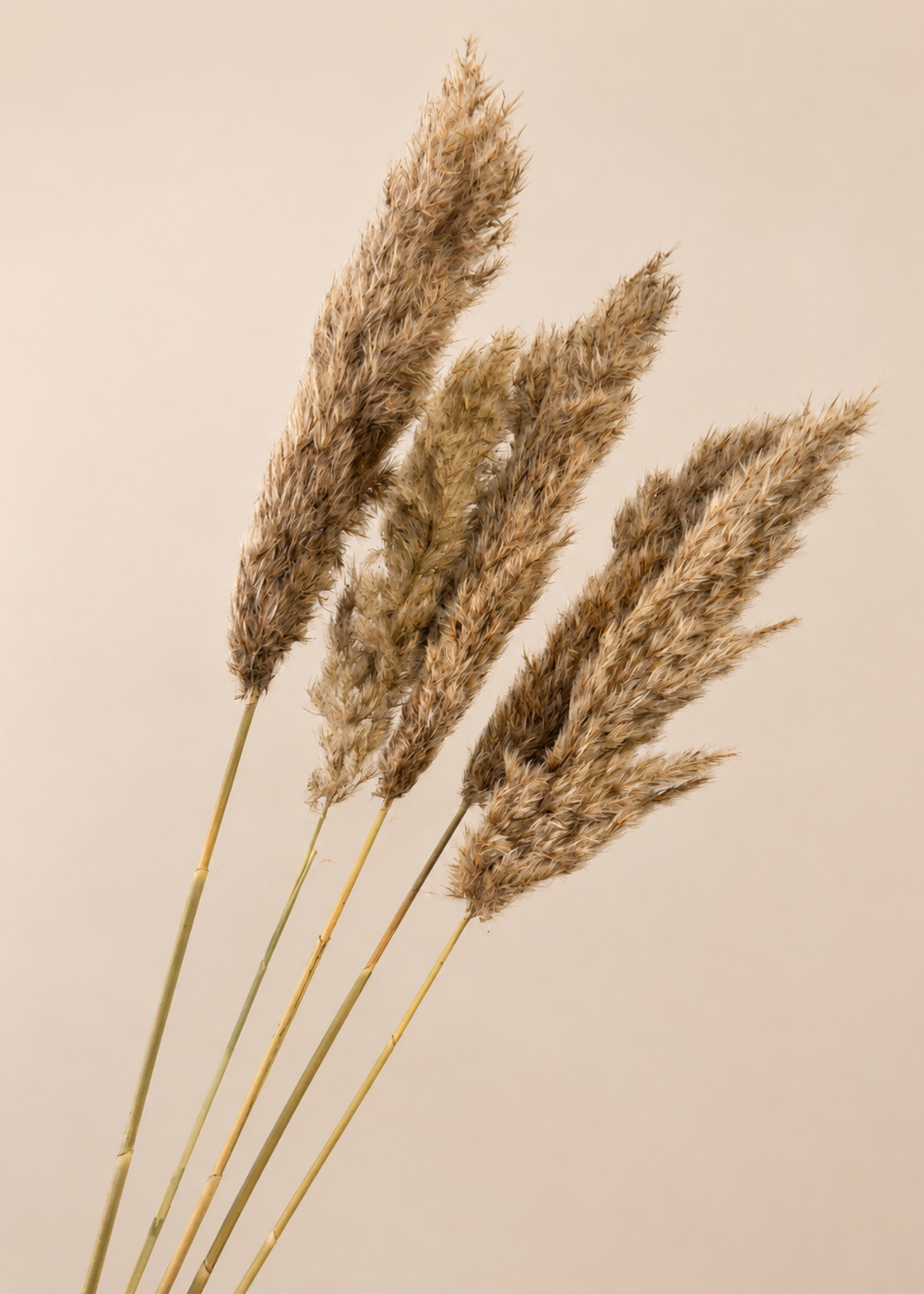 Pampas Donker Beige 5stuks