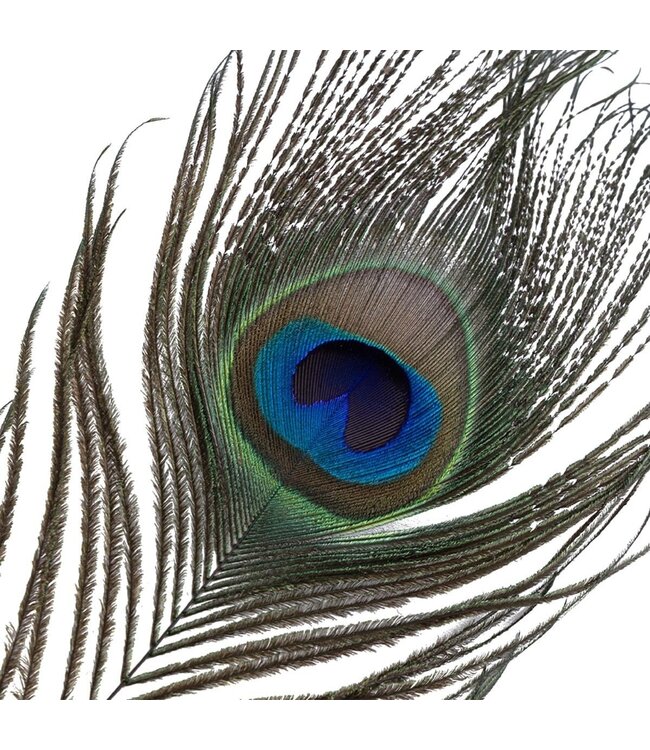 Sevanda Sevanda Luxurious Peacock Feather Tickler for Sensual Play