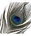 Sevanda Sevanda Luxurious Peacock Feather Tickler for Sensual Play