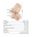 Tantaly Tantaly Realistische TPE-Sexdoll Met G-Cup En Flexibel Skelet 21,6 Kg