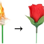New torch to rose