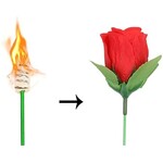 New torch to rose