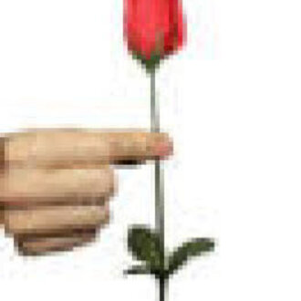 Torch to rose FT