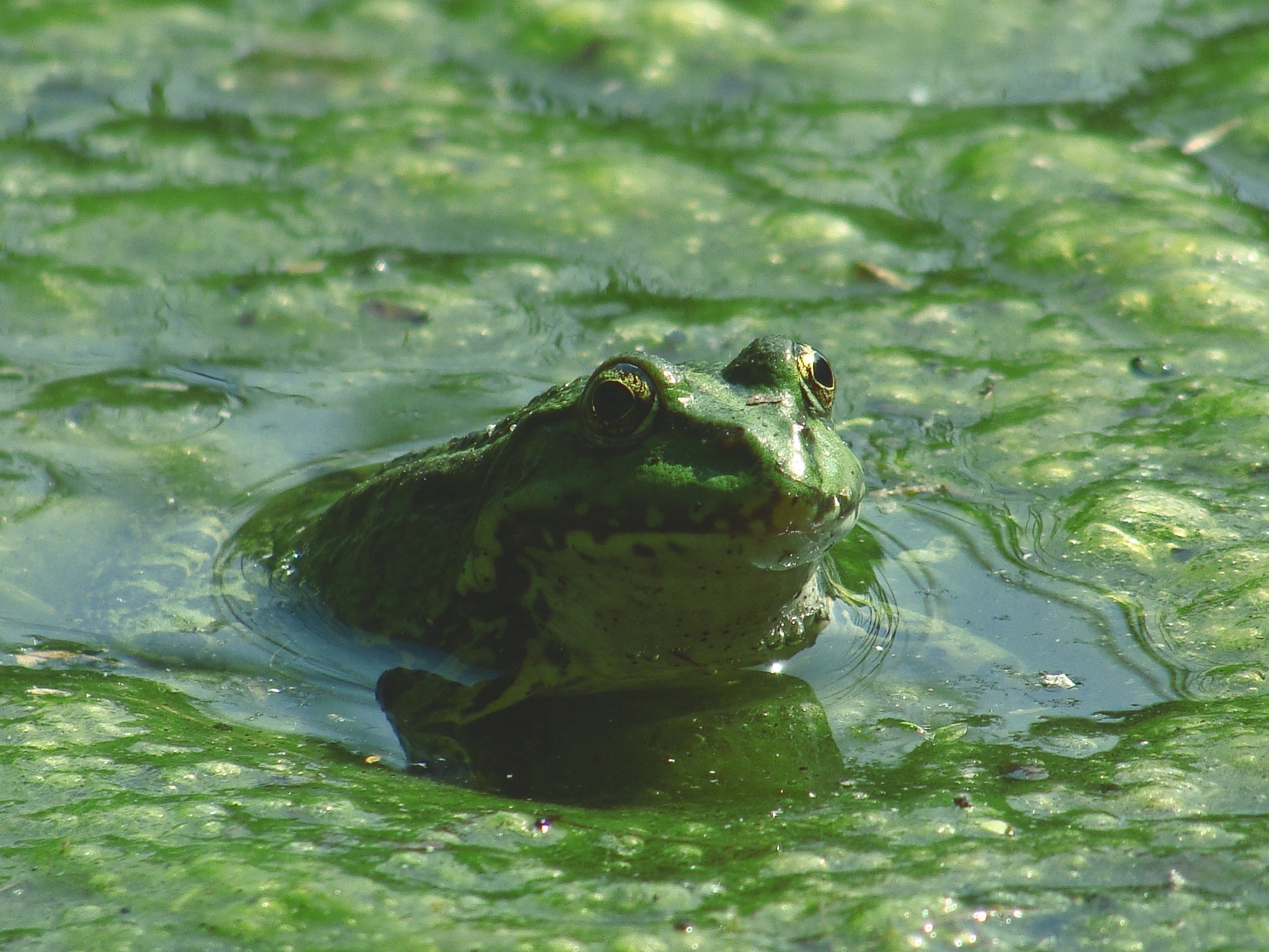 Het zwembadwater is doorschijnend groen