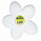 Water Lily Spons Doos met 6 Stuks