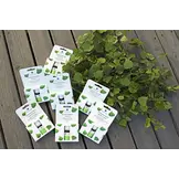 Emendo Sauna Geur Munt - 10ml