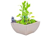 Heissner watertuin set vierkant wit 75x75x30 cm met kikker