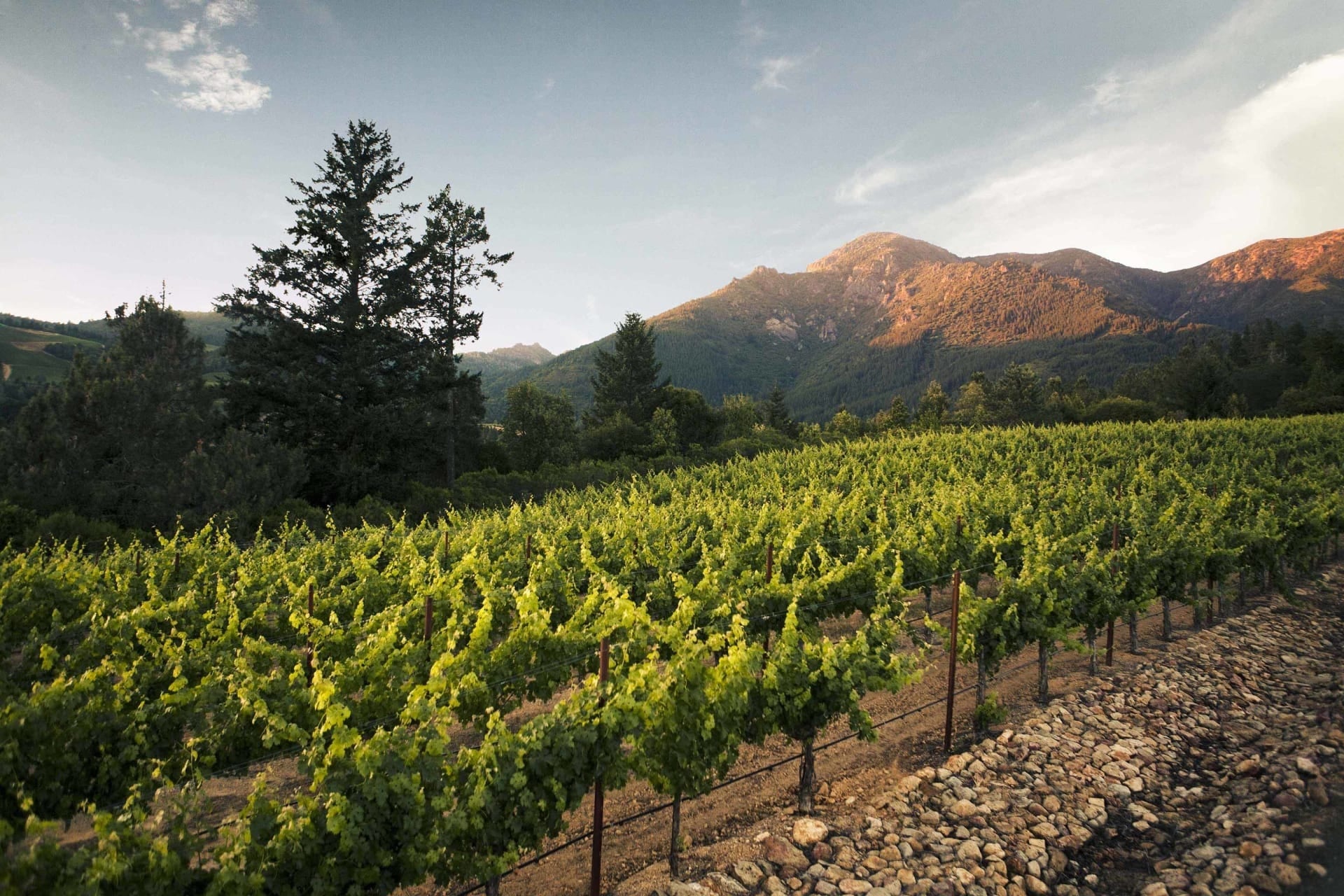 Anakota: De Kracht van Sonoma County in Elke Fles