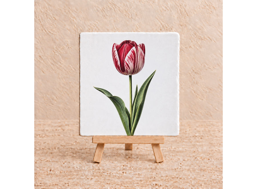 Rood-witte tulp tegeltje