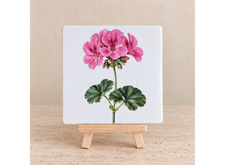 Roze geranium op een tegel | Vrolijk bloementegeltje