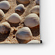 Close-up schelpen op het strand