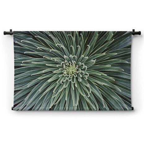 Cactus close-up