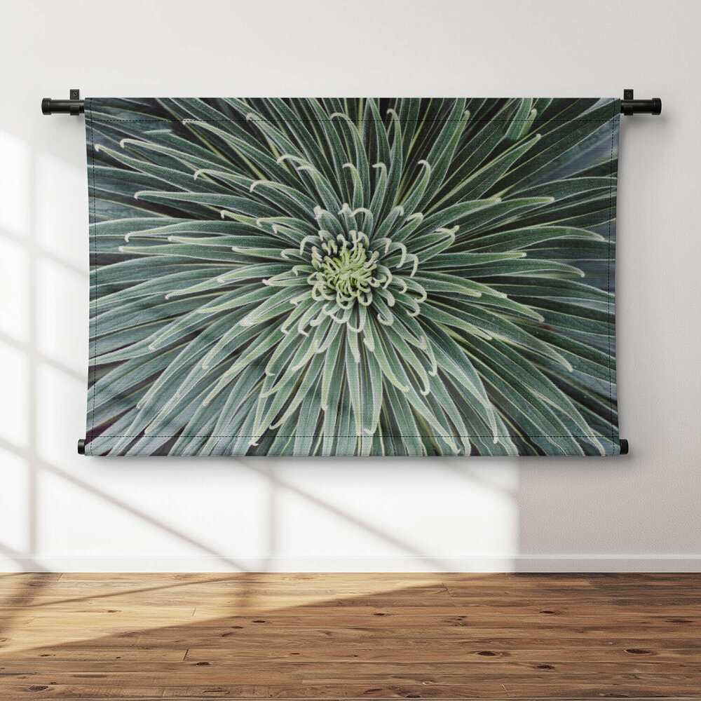 Cactus close-up