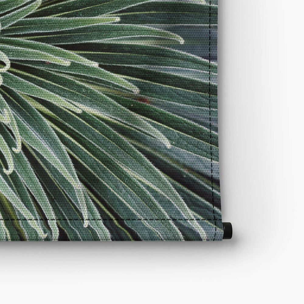 Cactus close-up