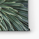 Cactus close-up