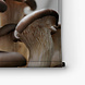 Gedroogde paddenstoelen close-up