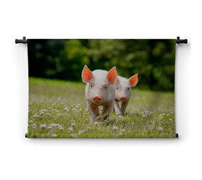 Twee schattige biggetjes
