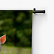 Twee schattige biggetjes