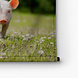 Twee schattige biggetjes
