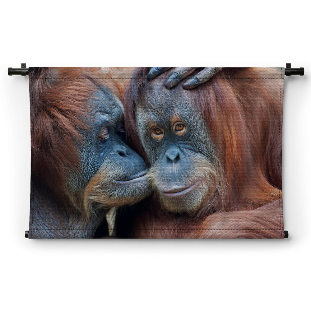 Twee orang-oetans liefkozend