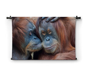 Twee orang-oetans liefkozend