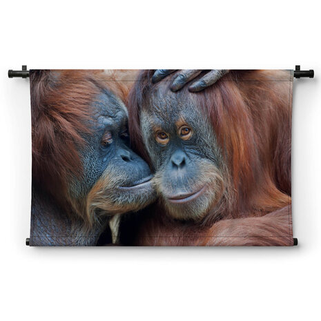 Twee orang-oetans liefkozend