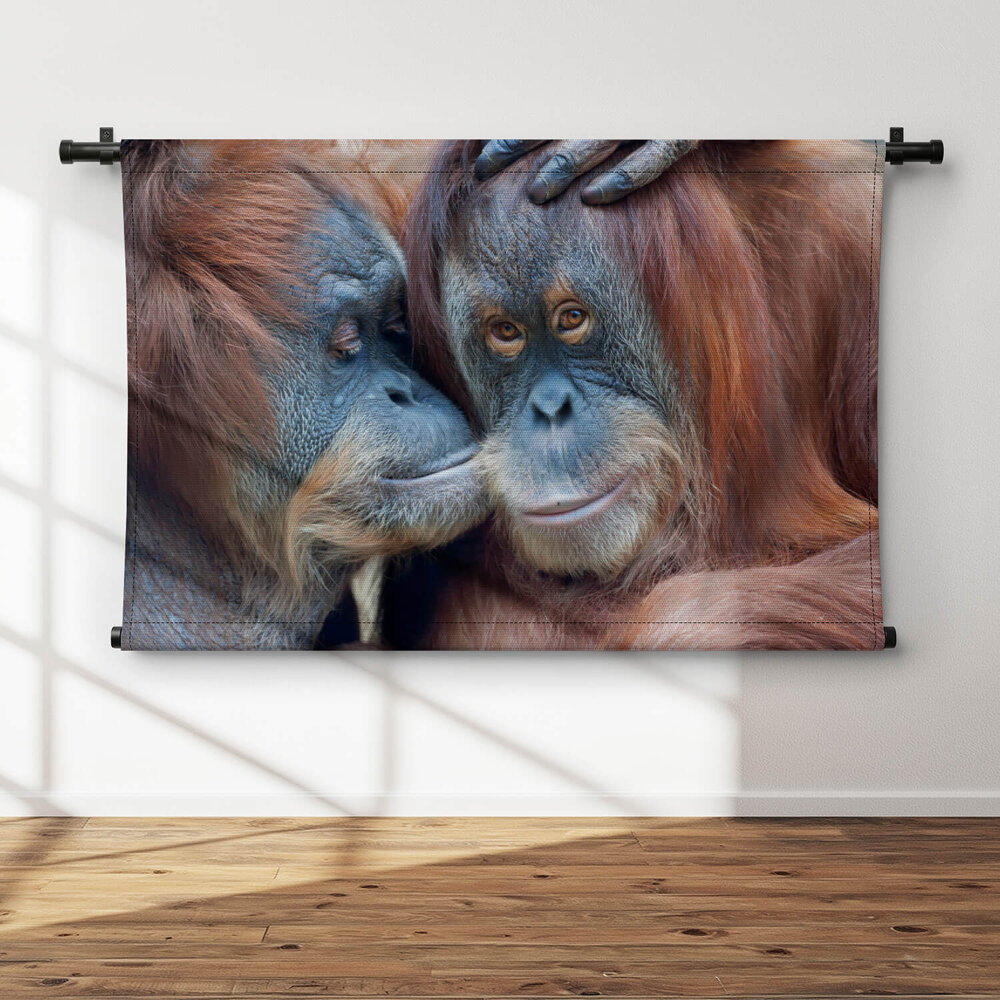 Twee orang-oetans liefkozend