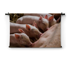 Biggetjes bij moeder zeug