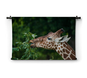 Elegante etende giraffe