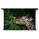 Elegante etende giraffe