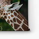 Elegante etende giraffe