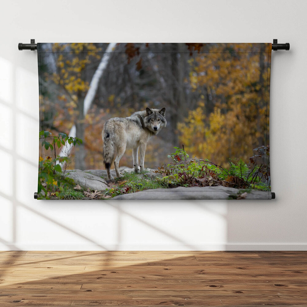 Wolf in het bos