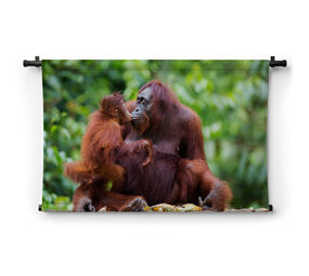 Orang-oetan moederliefde
