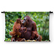 Orang-oetan moederliefde