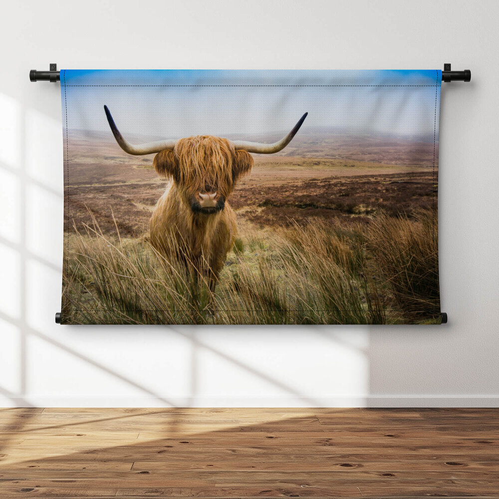 Schotse hooglander in het veld kijkend naar de camera