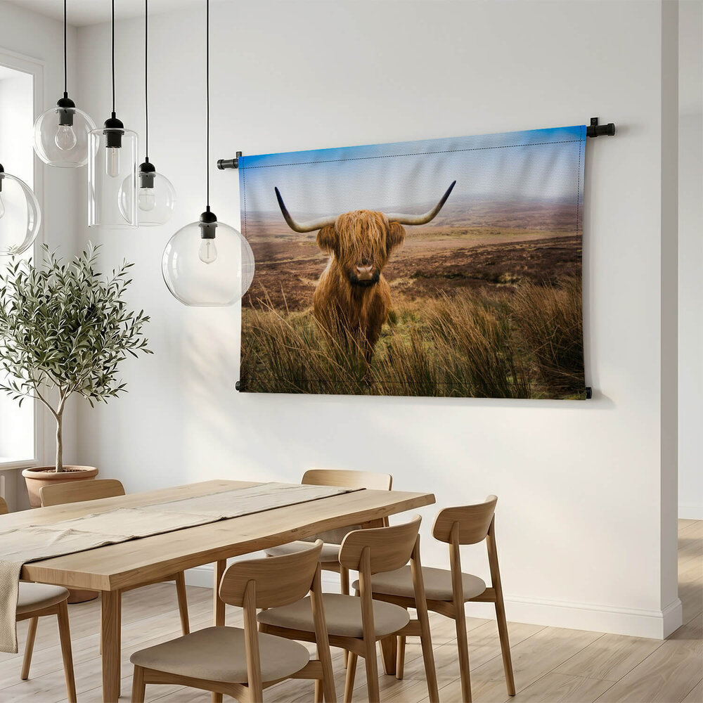 Schotse hooglander in het veld kijkend naar de camera