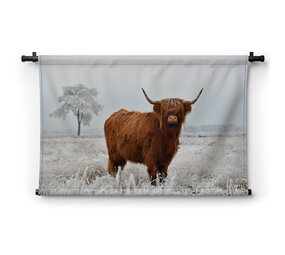 Wollige Schotse hooglander in de winterse wei