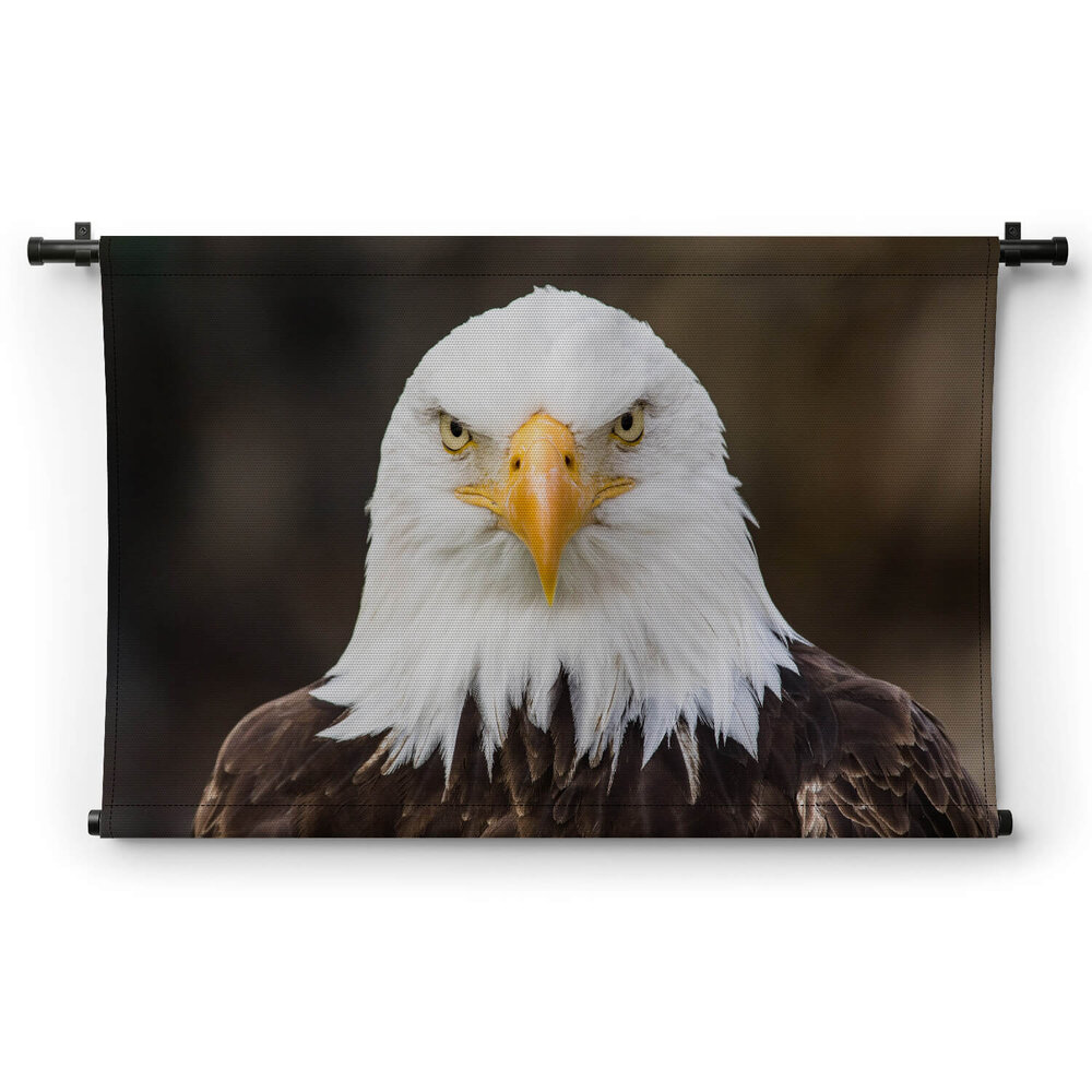 Amerikaanse adelaarskop