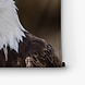 Amerikaanse adelaarskop