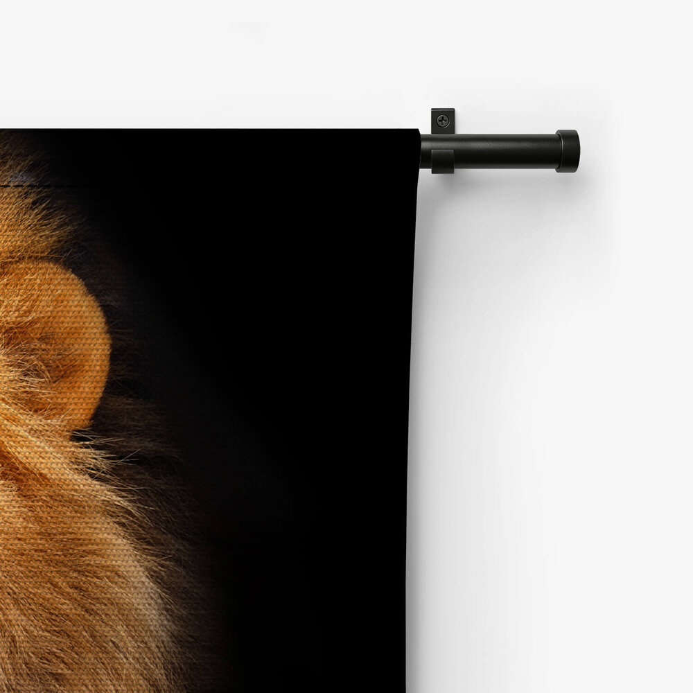 Leeuw bekend als koning der dieren