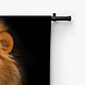 Leeuw bekend als koning der dieren