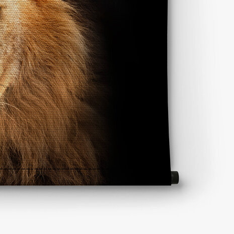 Leeuw bekend als koning der dieren