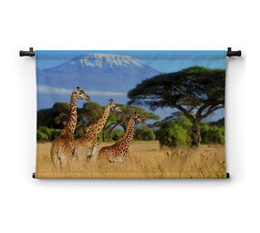 Drie giraffen bij de Kilimanjaro berg