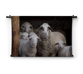 Schapen in de stal