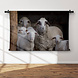 Schapen in de stal