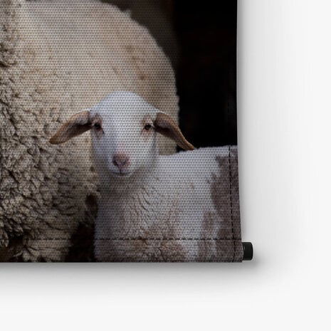 Schapen in de stal