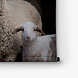 Schapen in de stal