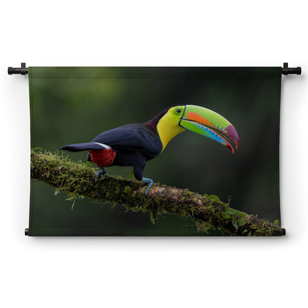 Grote kleurrijke toekan uit Costa Rica