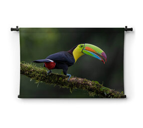 Grote kleurrijke toekan uit Costa Rica