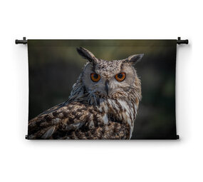Oog-in-oog met prachtige uil
